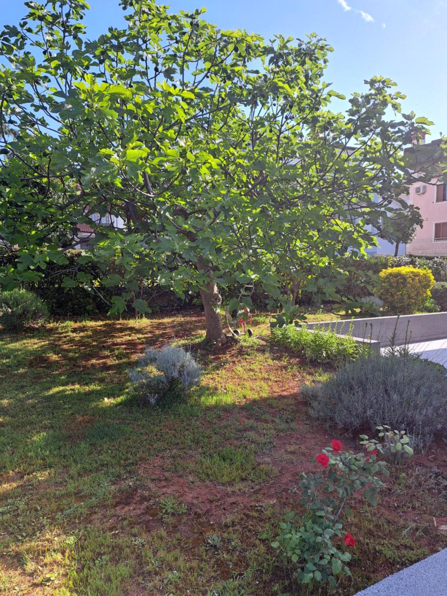 Apartment Elinor 2 Rovigno Esterno foto